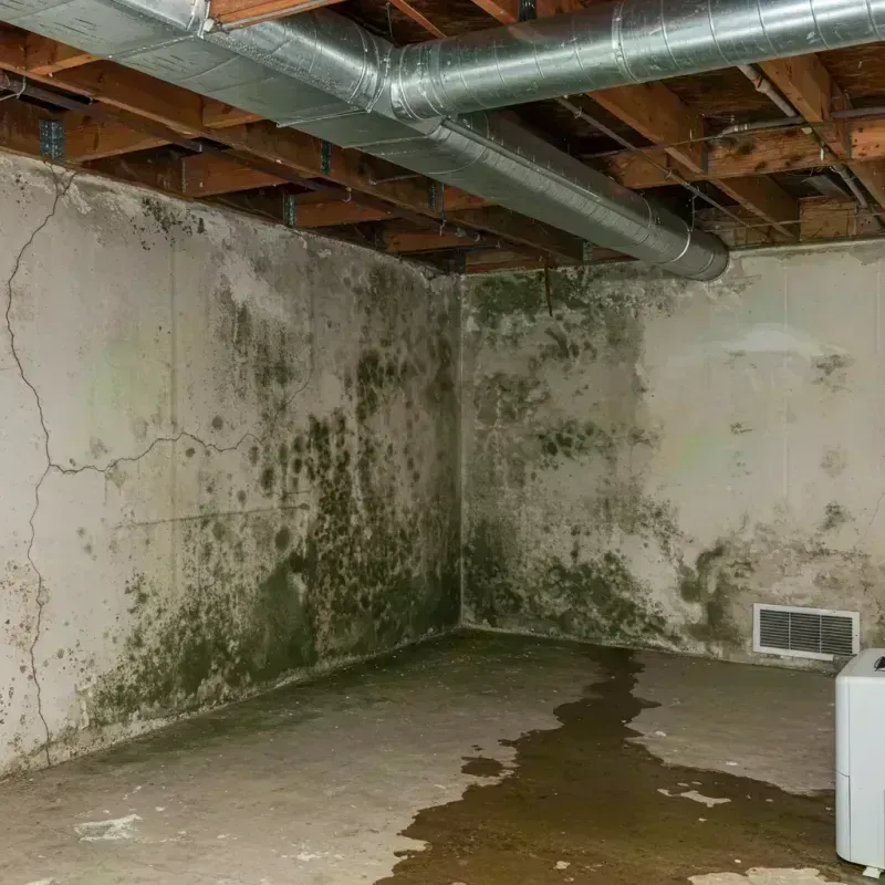 Professional Mold Removal in Treasure County, MT